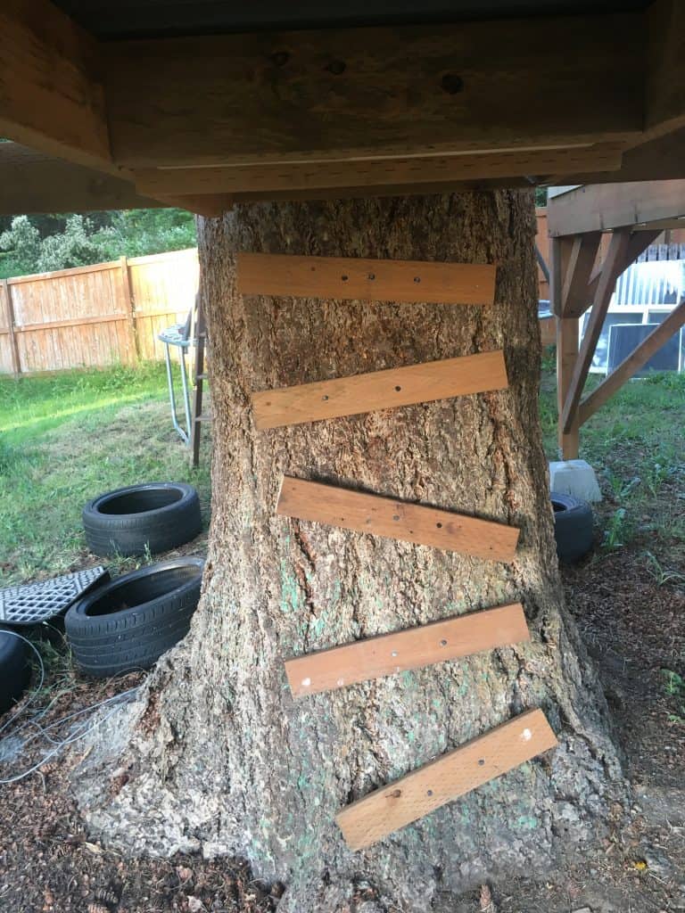 2x4 tree ladder up to the trap door